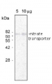 NRT1,4 | Nitrate transporter